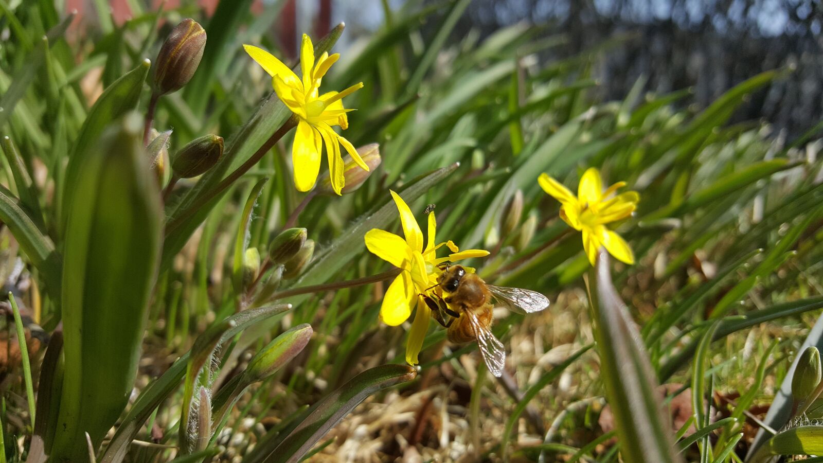 Samsung Galaxy S6 sample photo. Nature, plant, flower photography