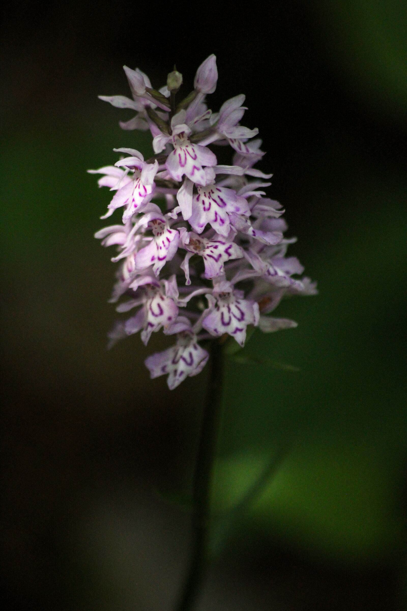 Canon EOS 7D sample photo. Orchid, flower, plants photography