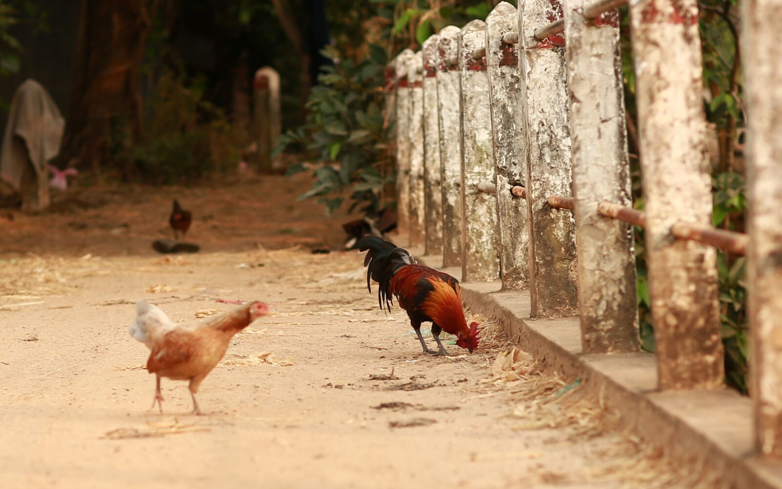 Canon EF 85mm F1.2L II USM sample photo. Bird, nature, animal photography