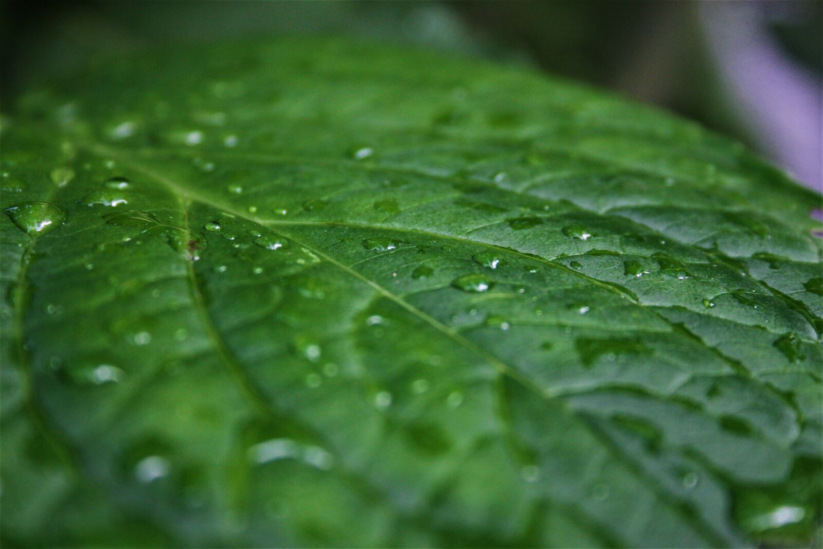Canon EOS 650D (EOS Rebel T4i / EOS Kiss X6i) + Canon EF-S 18-55mm F3.5-5.6 II sample photo. Leaf, raindrop, nature photography