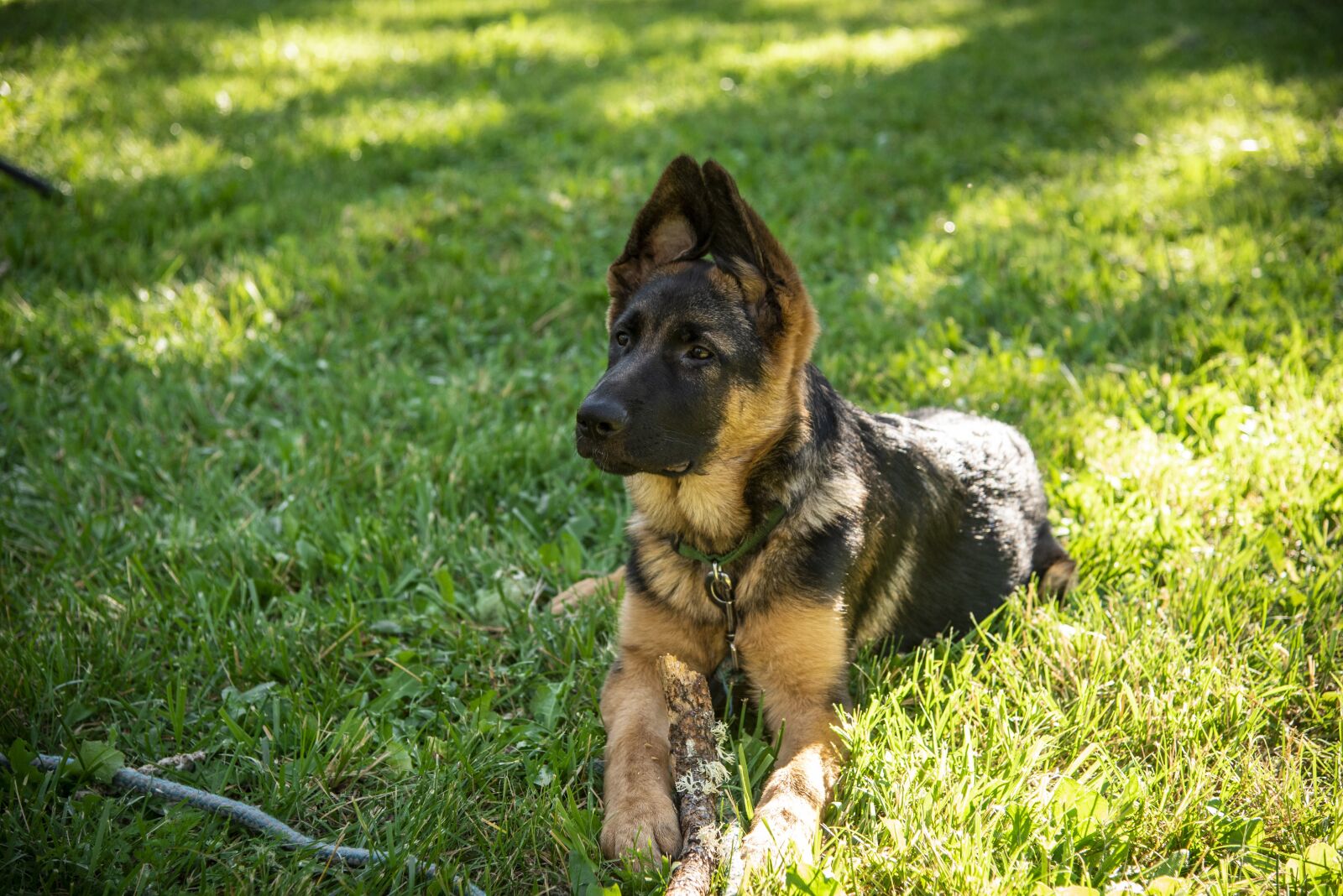Nikon D750 sample photo. German shepherd, dog, pet photography