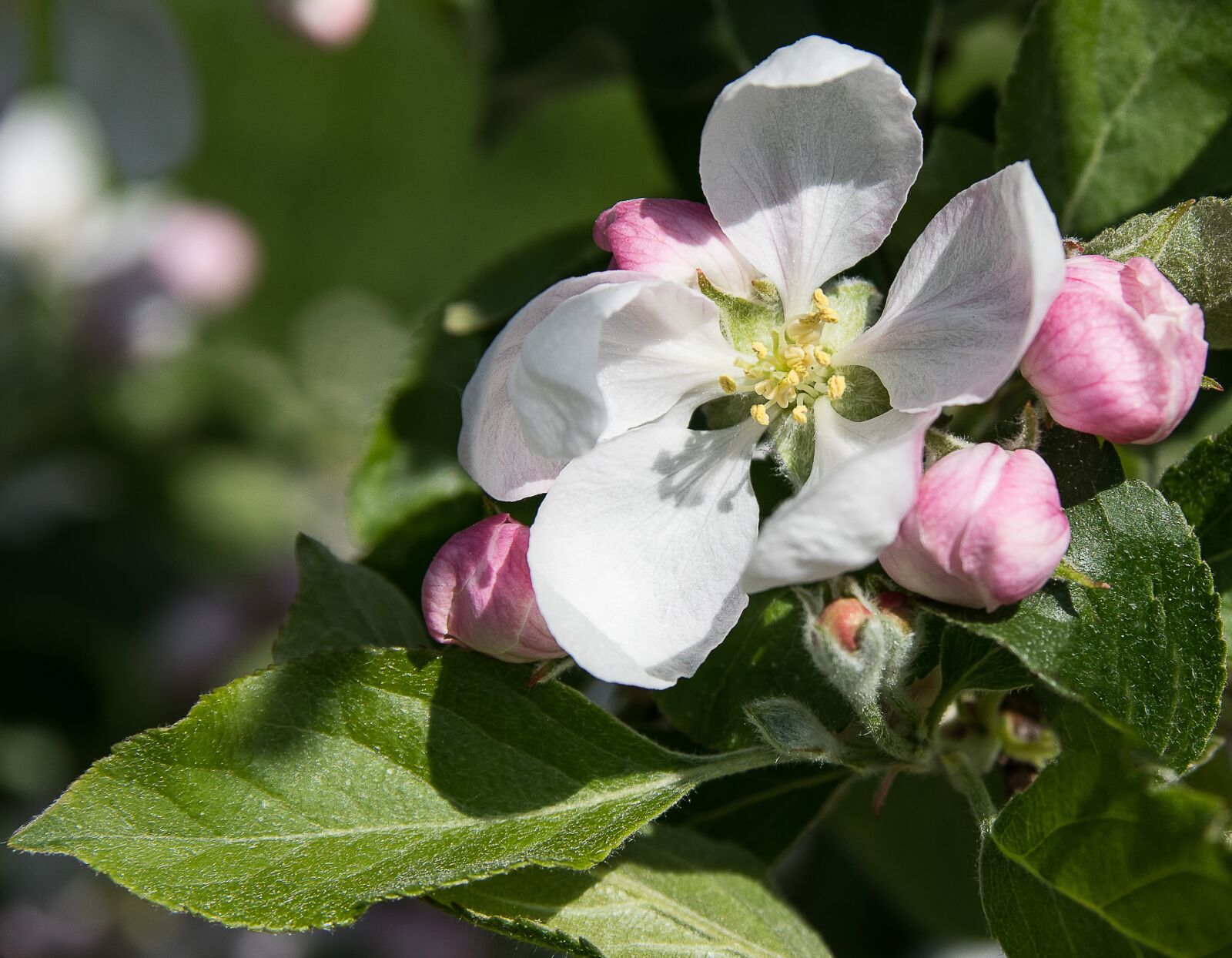 Canon EOS 80D sample photo. Apple blossom, apple tree photography