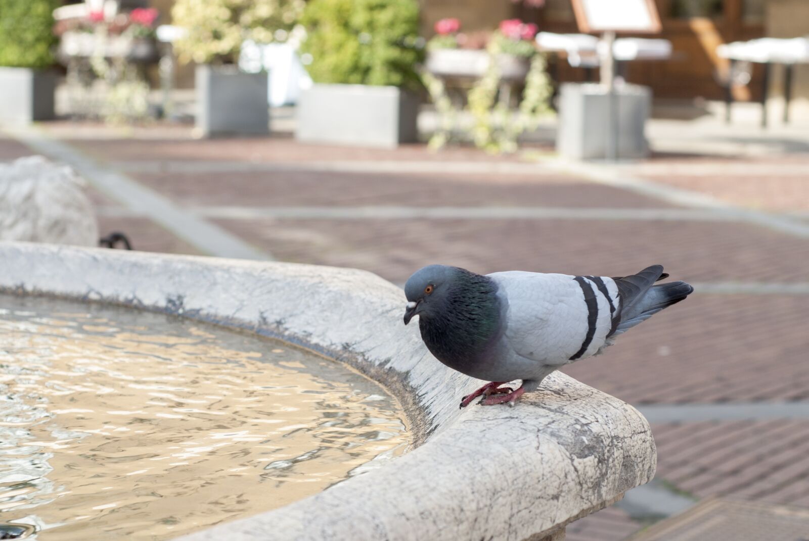 Nikon D80 sample photo. Dove, fountain, square photography
