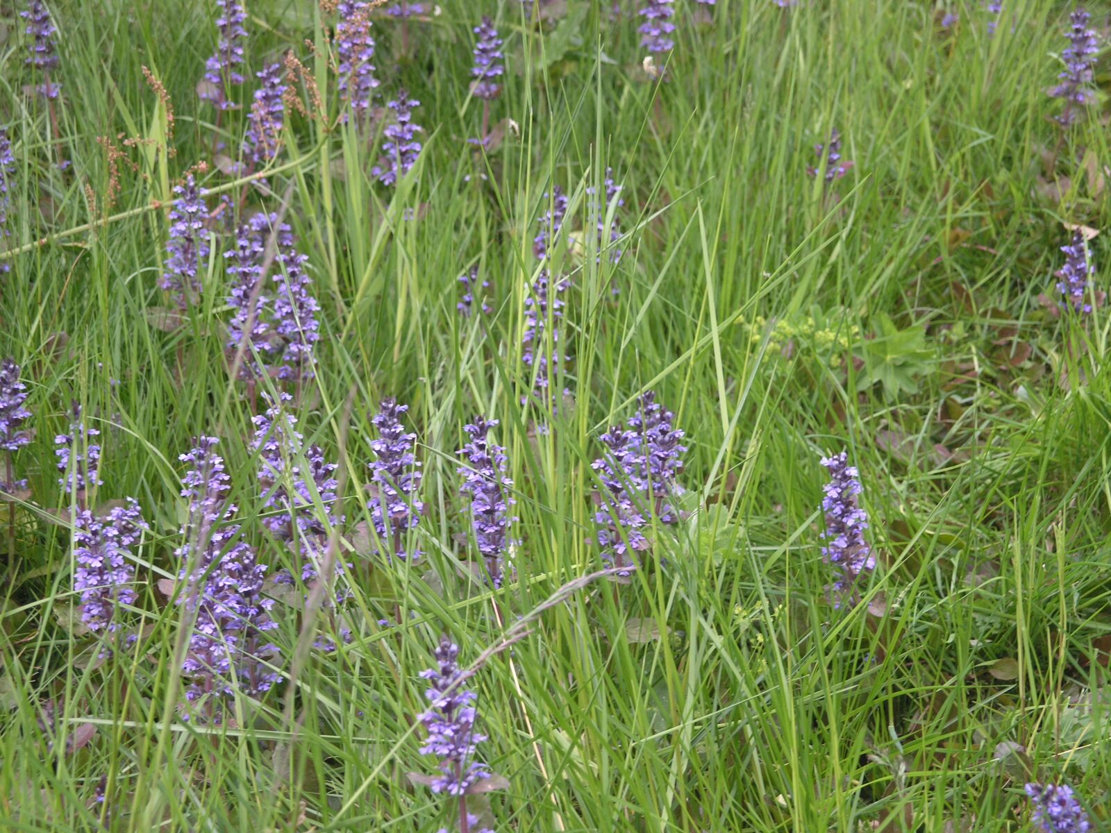Olympus C8080WZ sample photo. Flower, norway, nature photography