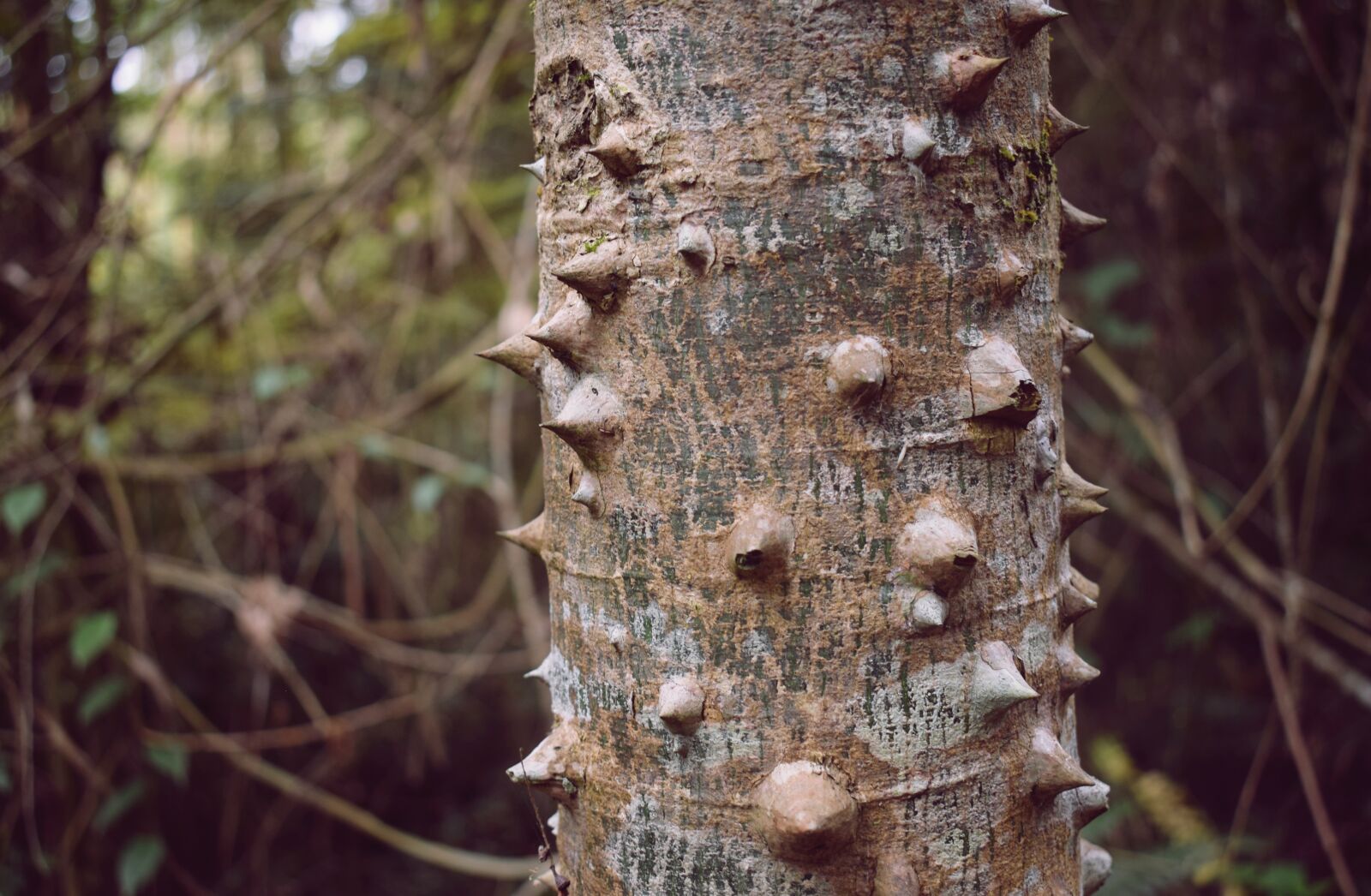 Nikon D5300 sample photo. Trunk, nature, thorns photography