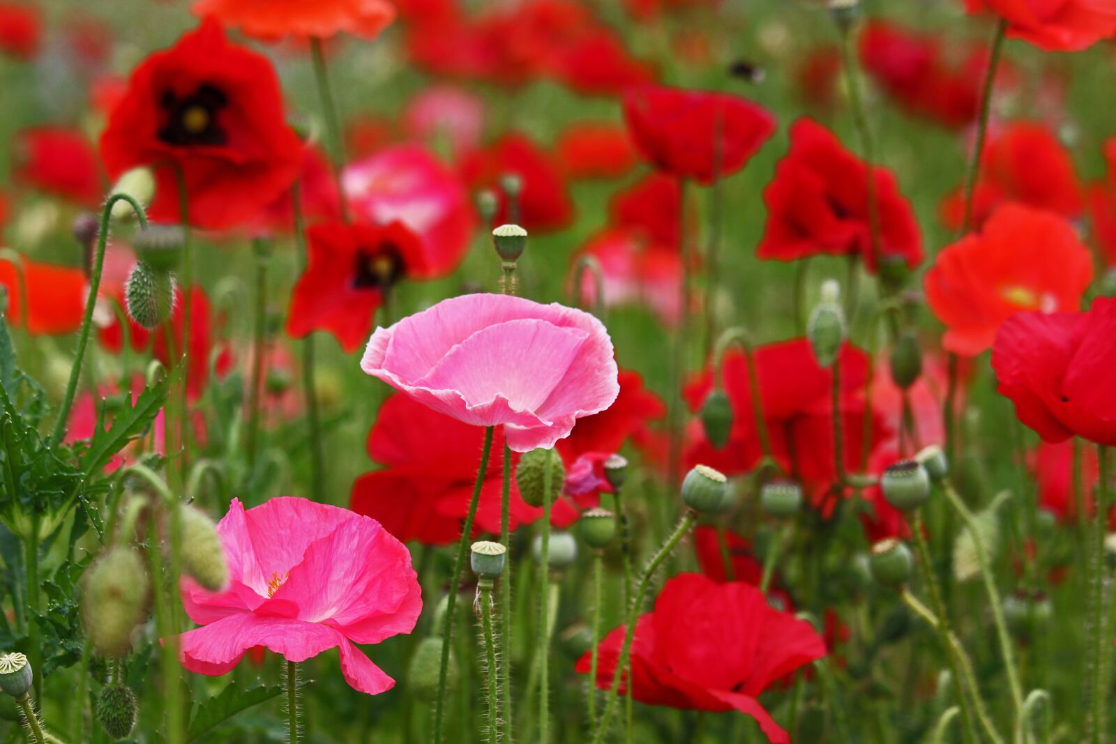 Canon EOS 700D (EOS Rebel T5i / EOS Kiss X7i) + Canon EF-S 55-250mm F4-5.6 IS STM sample photo. Poppies, pink poppies, pink photography