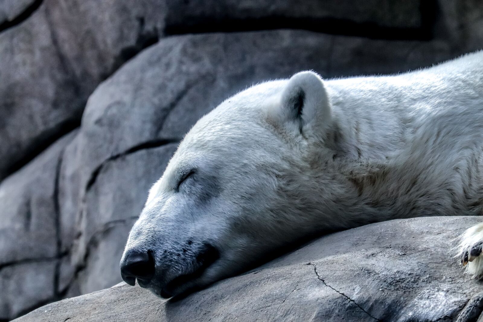 Canon EOS 200D (EOS Rebel SL2 / EOS Kiss X9) sample photo. Animals, polar bear, zoo photography