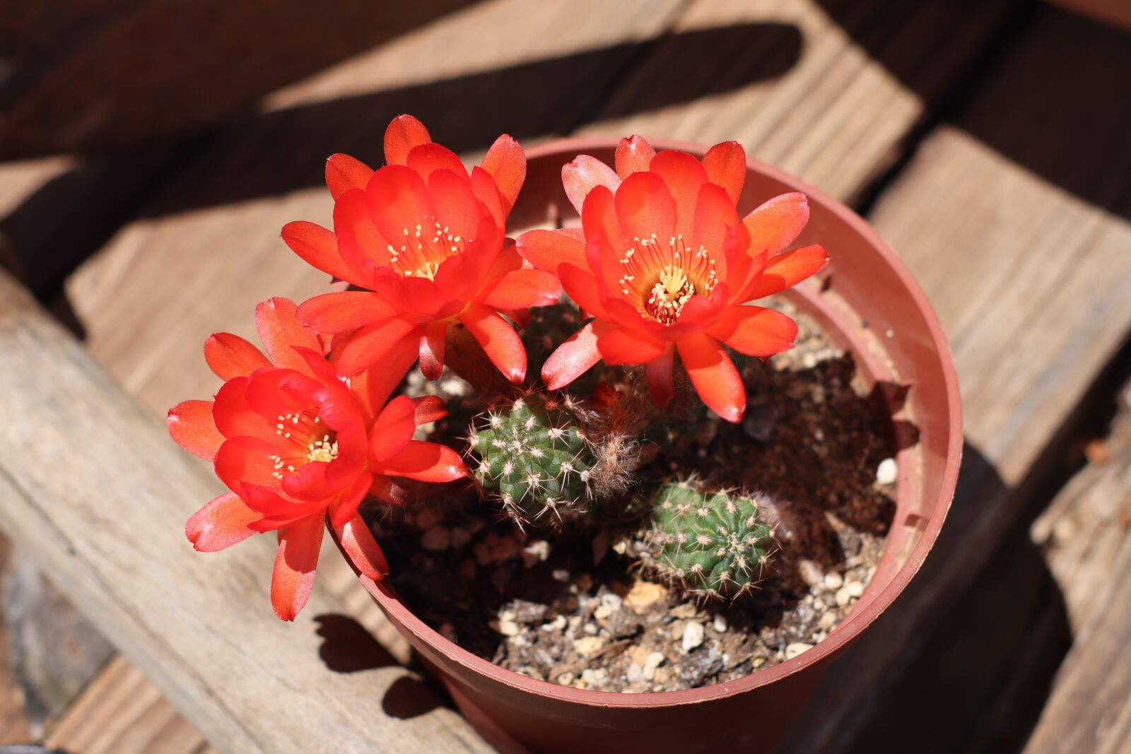 Canon EOS M50 (EOS Kiss M) sample photo. Cactus, flowers, red flowers photography