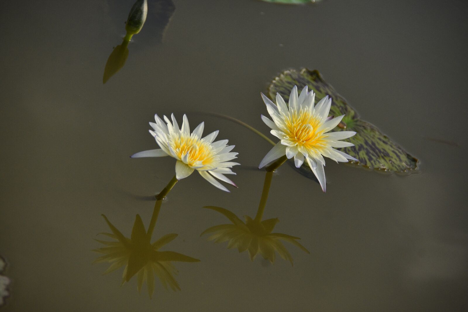 Nikon D7200 sample photo. Water lily, flowers, petals photography