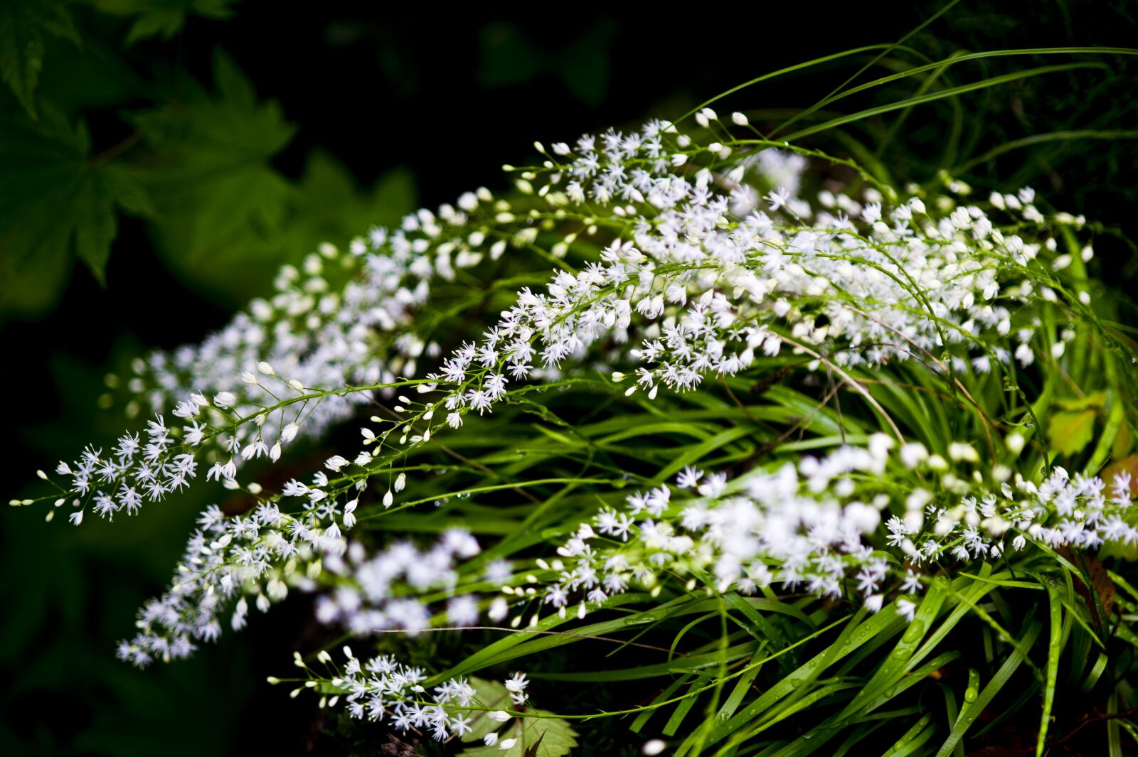 Nikon D3S sample photo. Pulkkot, the milky chickweed photography