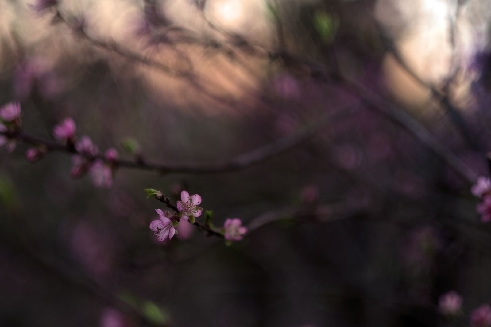 Fujifilm X-E1 sample photo. Flower, tree, sunset photography