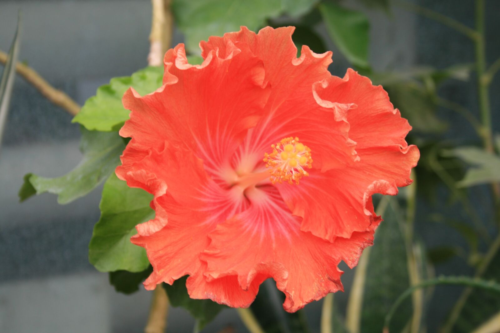 Canon EOS 400D (EOS Digital Rebel XTi / EOS Kiss Digital X) sample photo. Hibiscus, red, flower photography