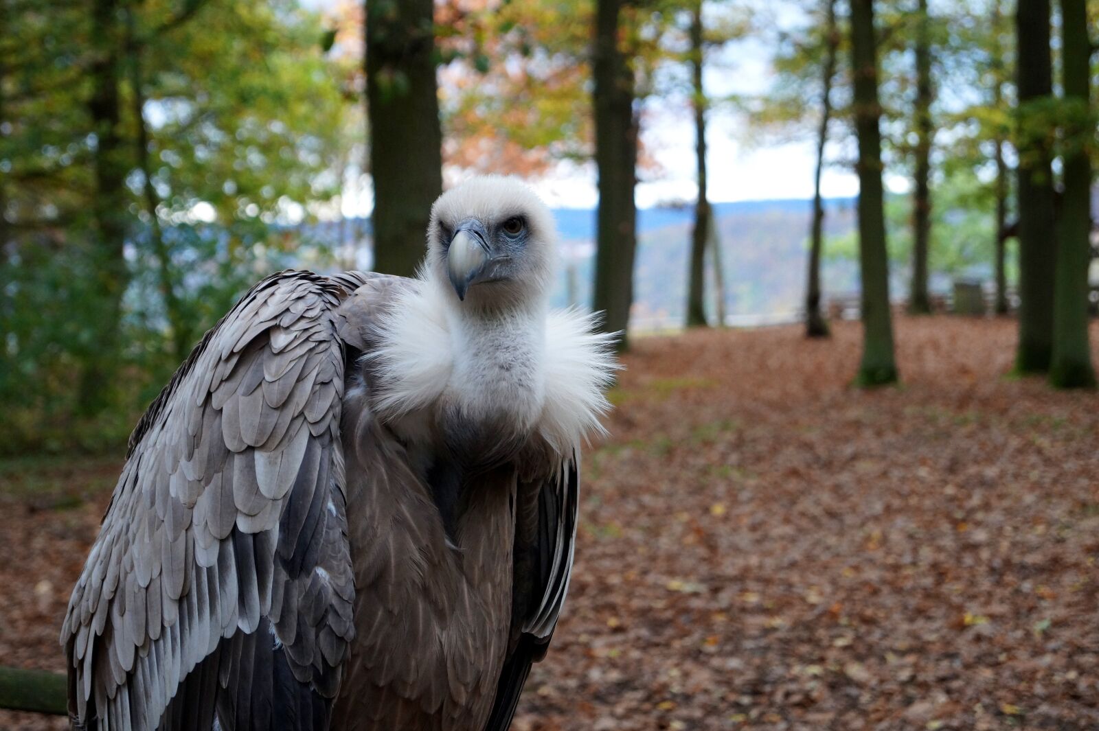 Sony SLT-A58 sample photo. Vulture, bird, nature photography