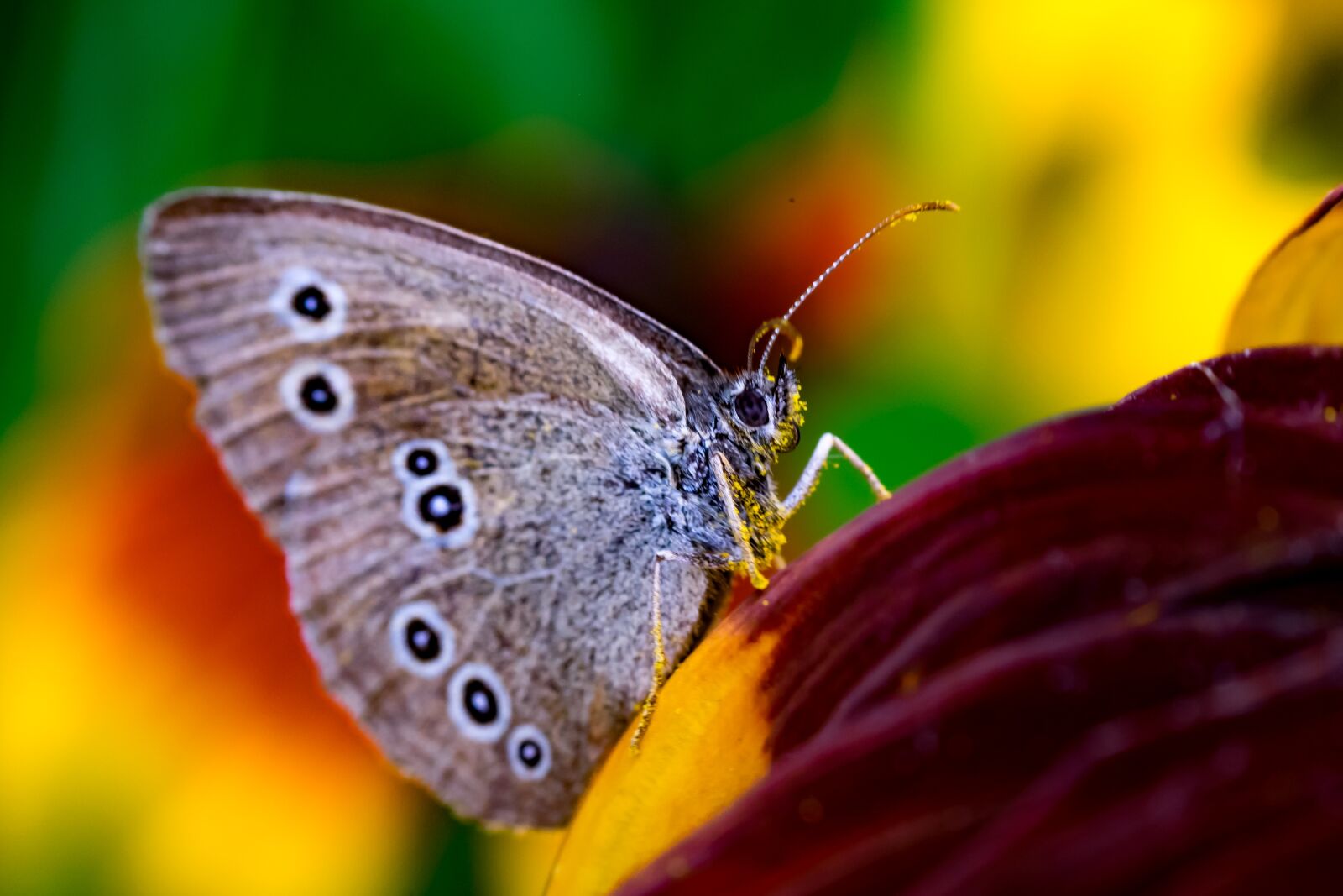 Fujifilm X-T10 sample photo. Przestrojnik, lawn, butterfly photography