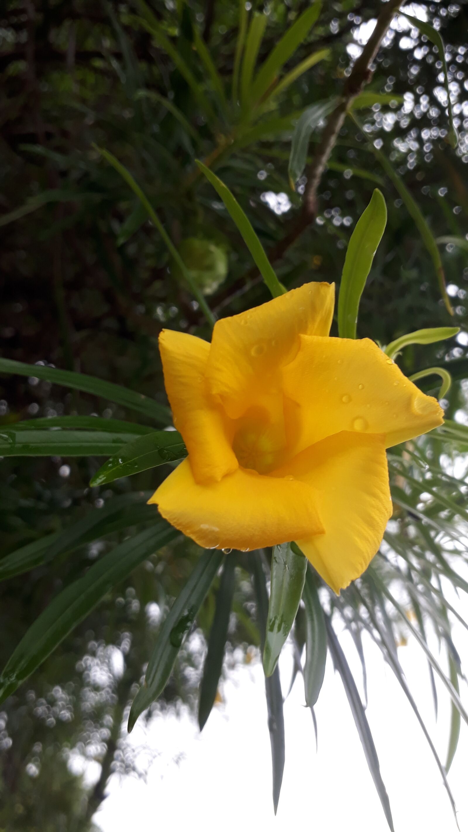 Samsung Galaxy J5 Prime sample photo. Yellow flower, indian flower photography