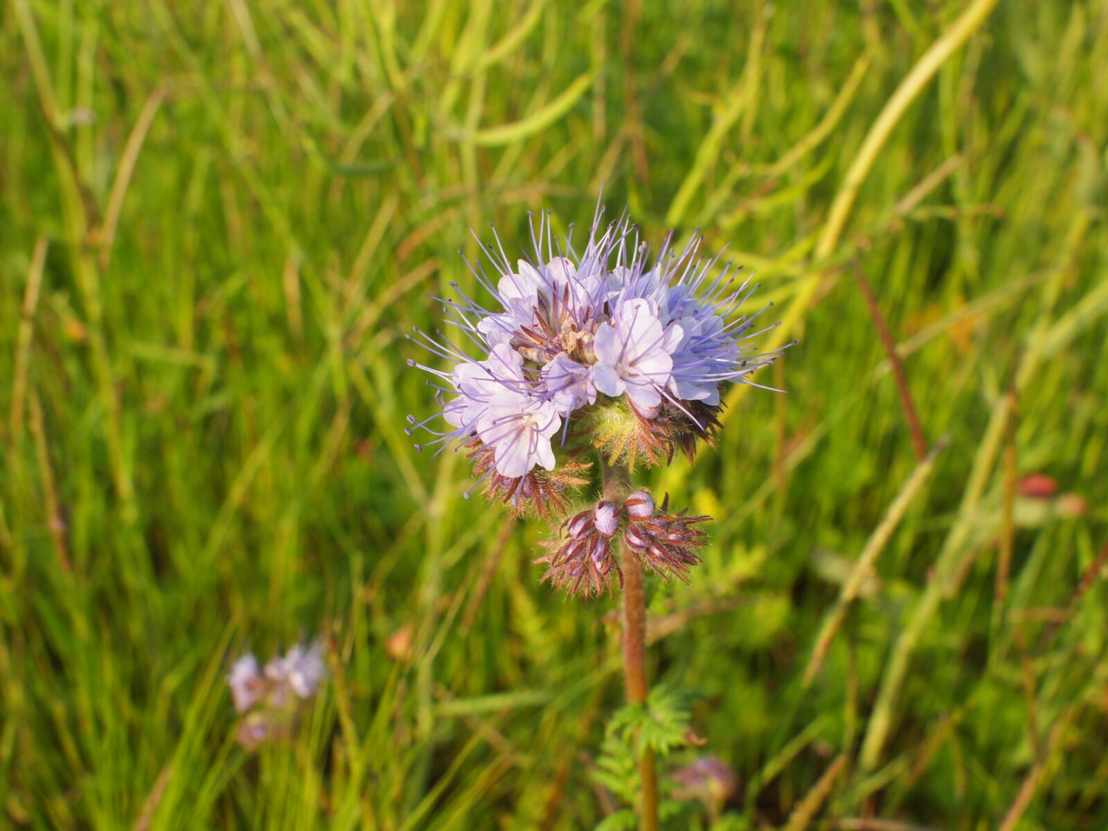 Olympus PEN E-PL1 sample photo. Flower, plant, meadow photography