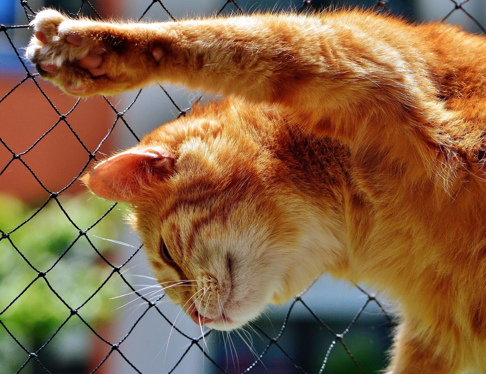 Nikon D3200 sample photo. Yellow kitty, cat photography
