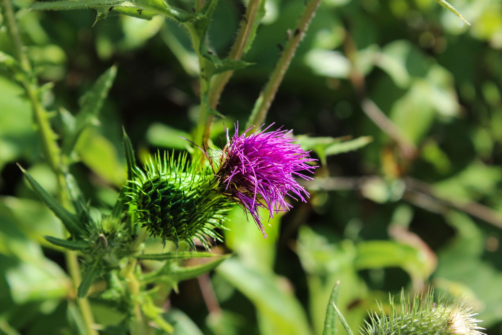 Canon EOS 600D (Rebel EOS T3i / EOS Kiss X5) sample photo. Plant, thistle, flower photography