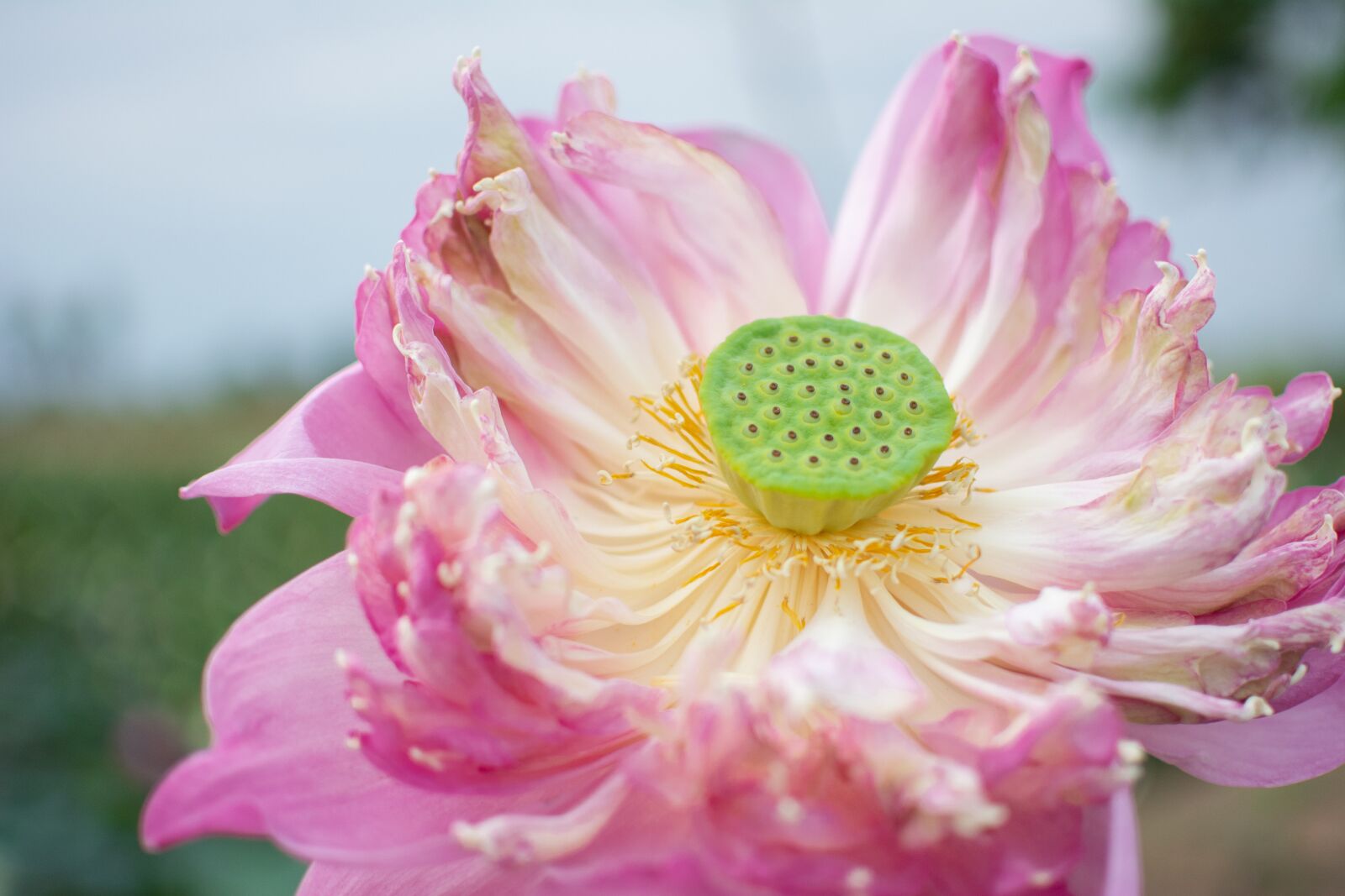 Nikon D5200 sample photo. Pink, flowers, nature photography