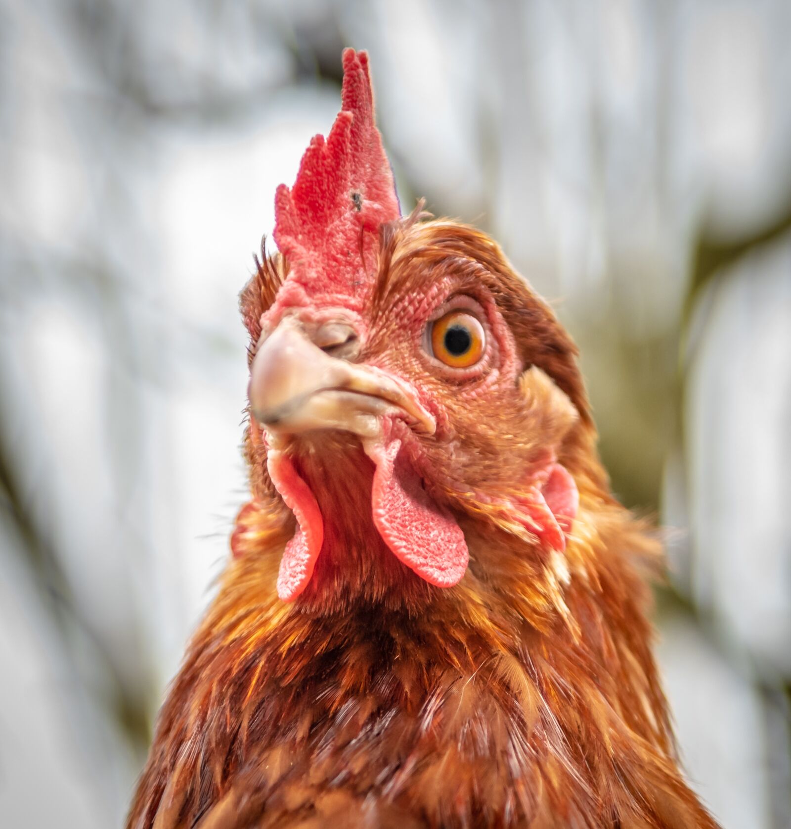 Nikon D750 sample photo. Hen, portrait, close-up photography