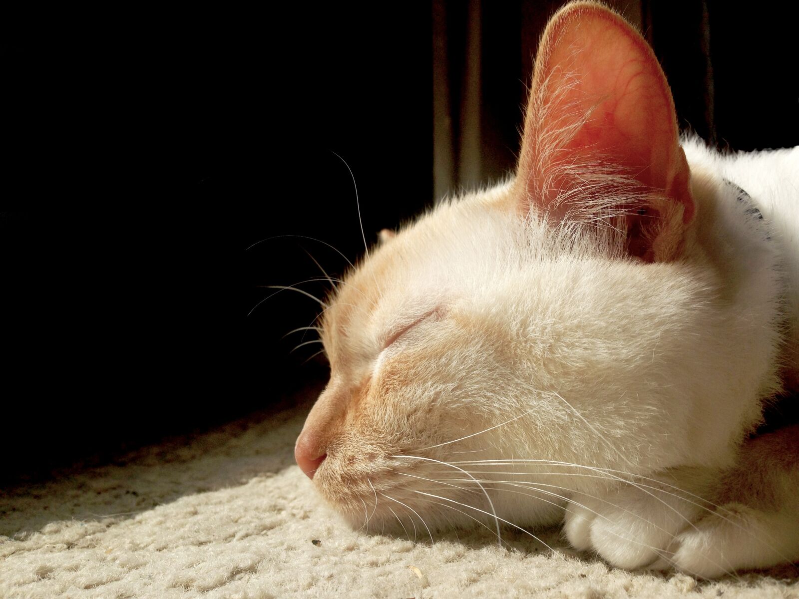 iPhone 5 back camera 4.12mm f/2.4 sample photo. Cat, sleeping, kitten photography