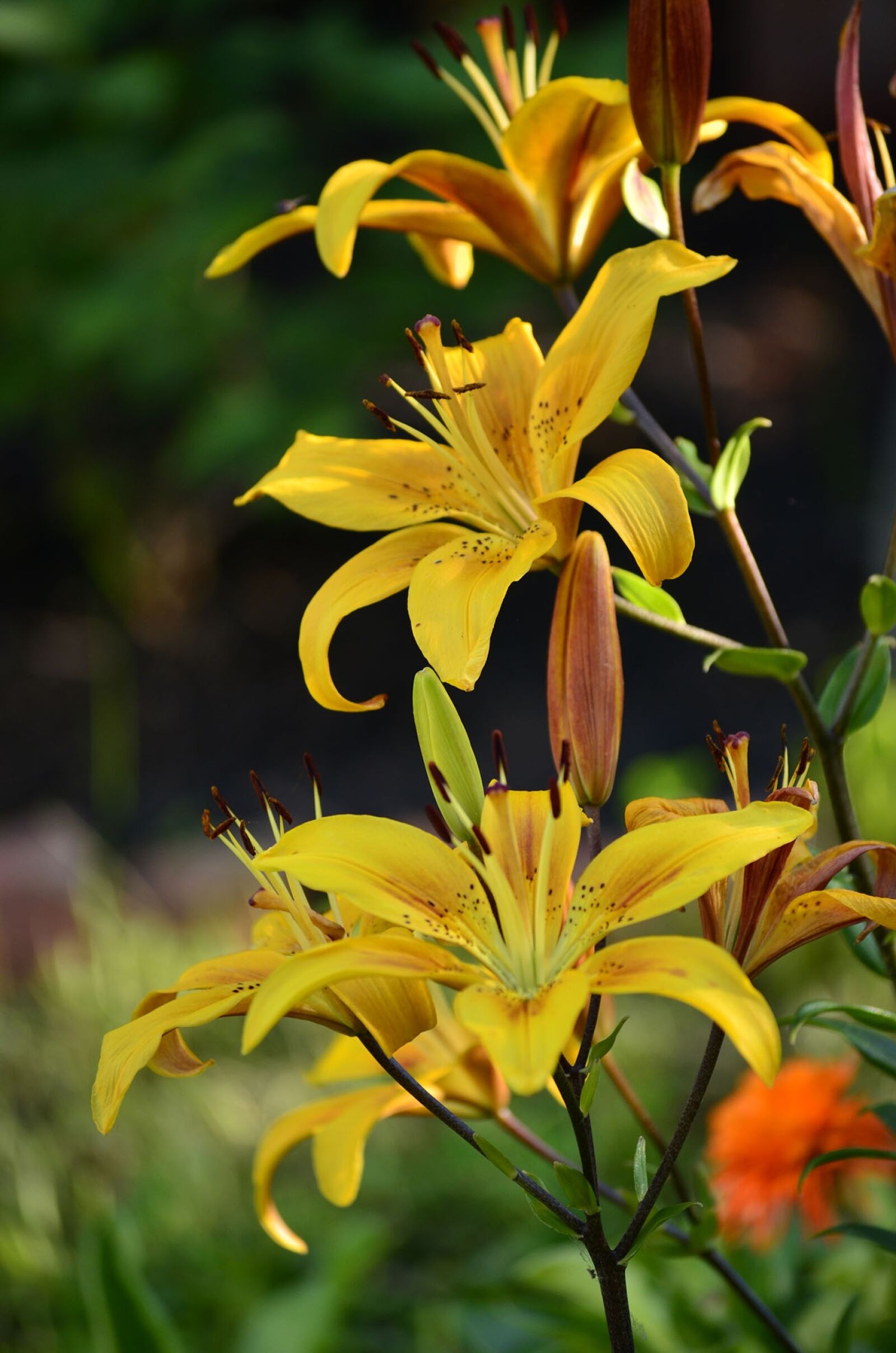 Nikon D5100 sample photo. Flowers, lily, summer photography