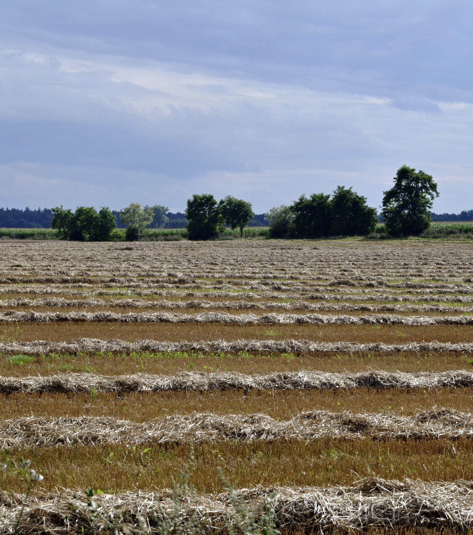 Pentax K-S2 sample photo. Harvest, harvest festival, stubble photography