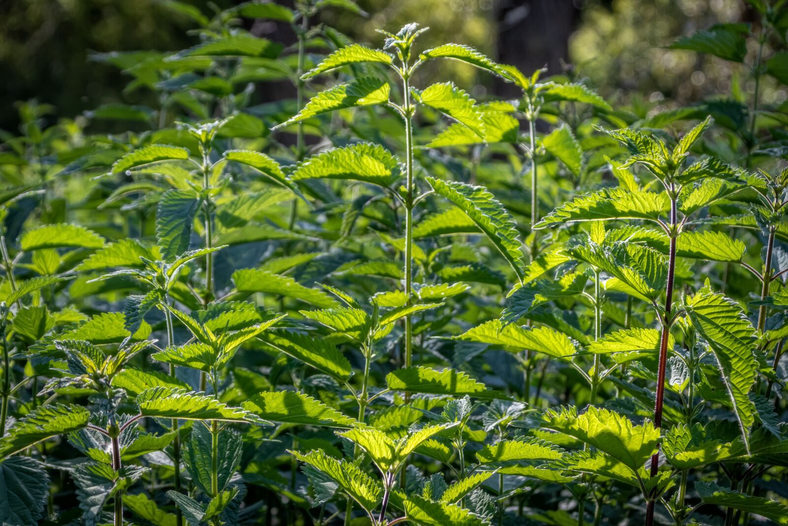Canon EOS 80D sample photo. Plant, nature, leaf photography