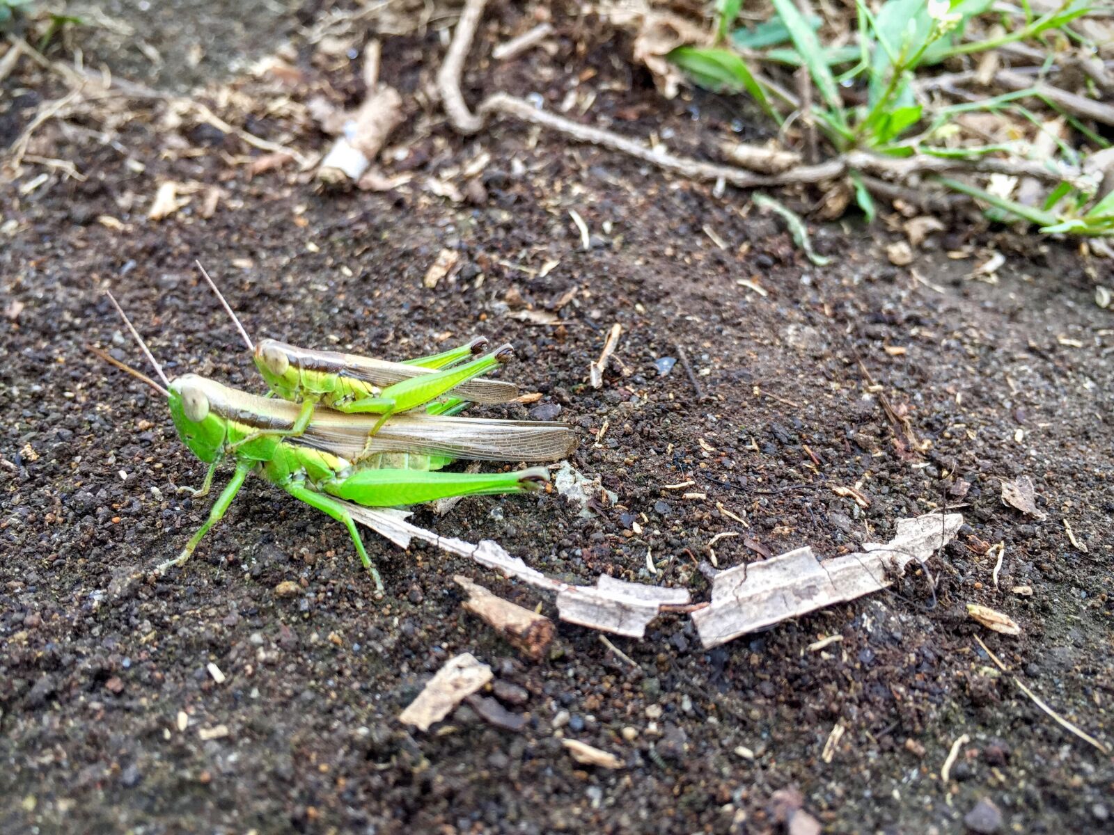 Apple iPhone 6 sample photo. Grasshoppers, insect, pair photography