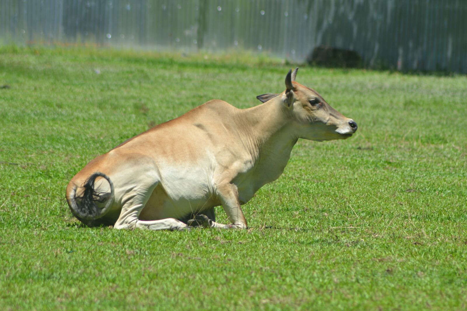 Nikon D3100 sample photo. Cow, pregnant, mammal photography