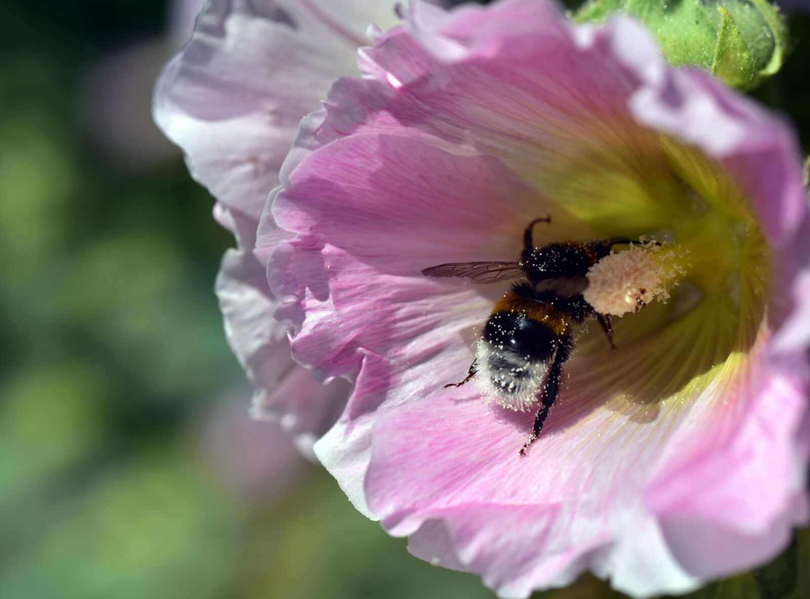 Nikon D750 sample photo. Stock rose, hollyhock, mallow photography