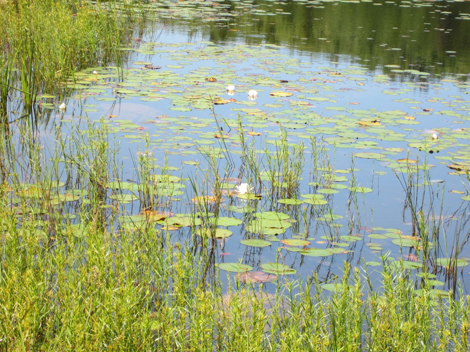 Canon PowerShot ELPH 300 HS (IXUS 220 HS / IXY 410F) sample photo. Waterlily, reeds, pond photography