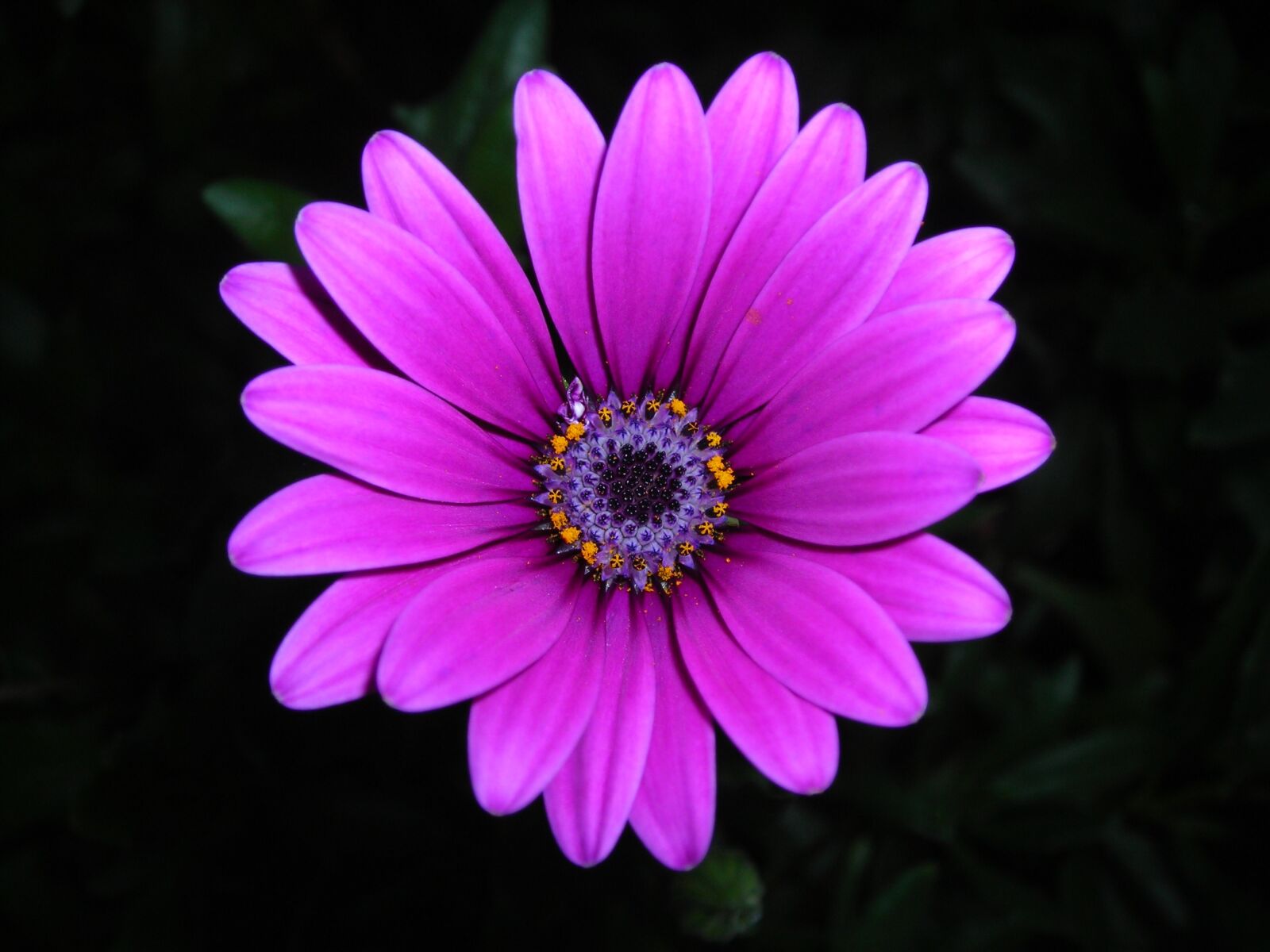 Nikon COOLPIX L3 sample photo. Marigolds, flower, purple photography