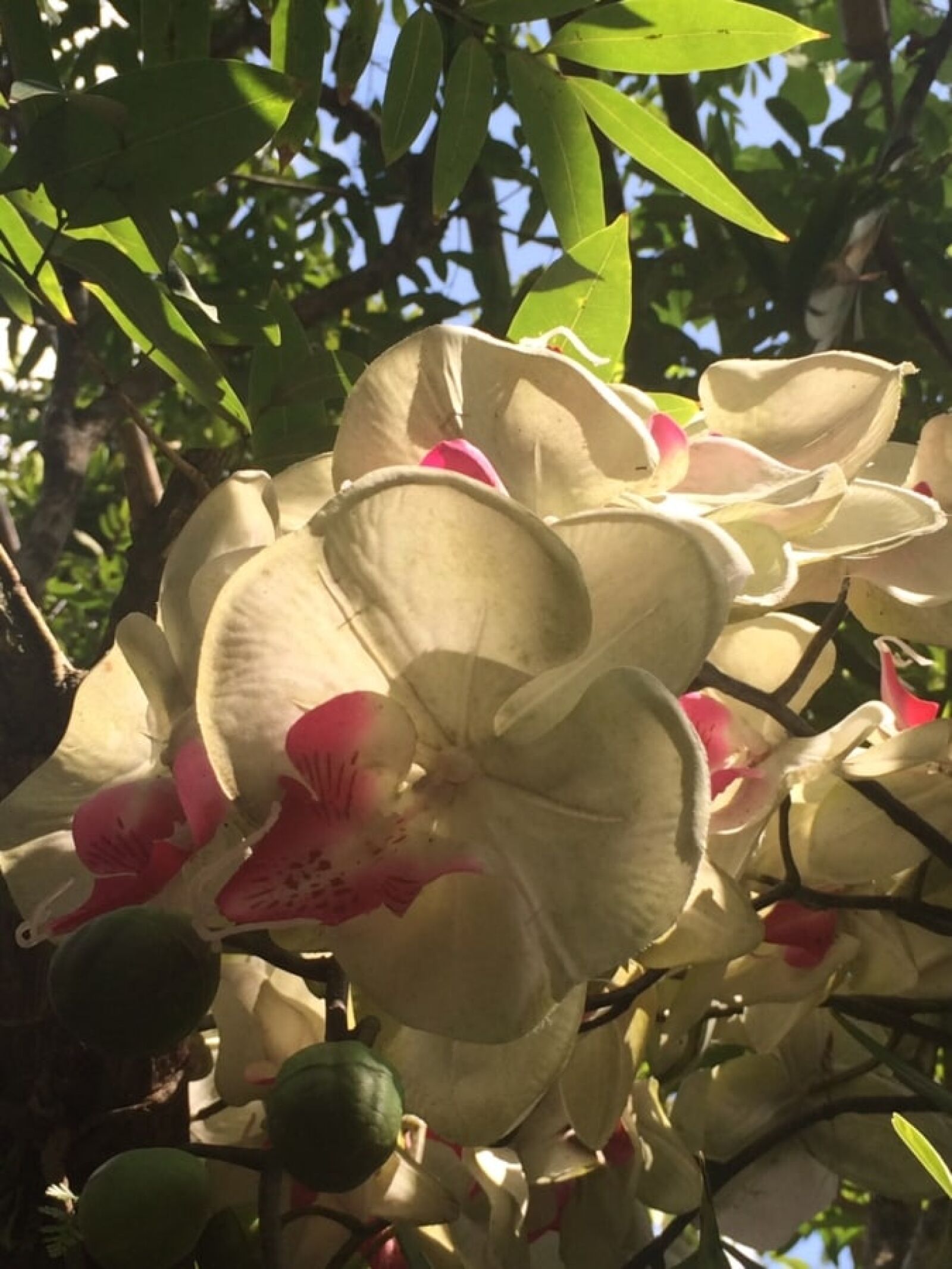 iPhone 5s back camera 4.15mm f/2.2 sample photo. Exotic, jungle, orchid, rainforest photography