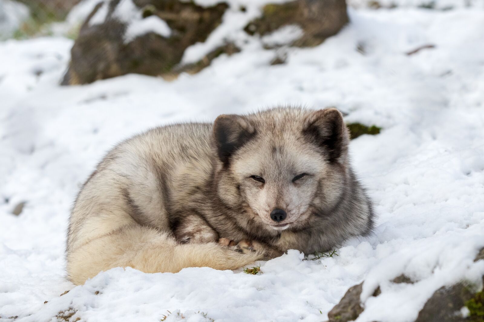 Canon EOS 6D Mark II sample photo. Arctic fox, winter, animal photography