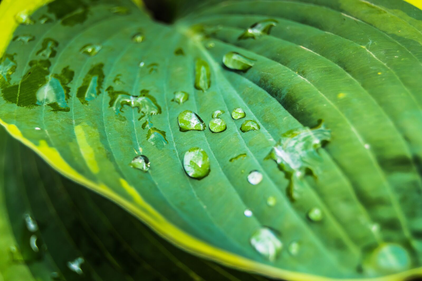 Nikon D3200 sample photo. Flora, nature, leaf photography