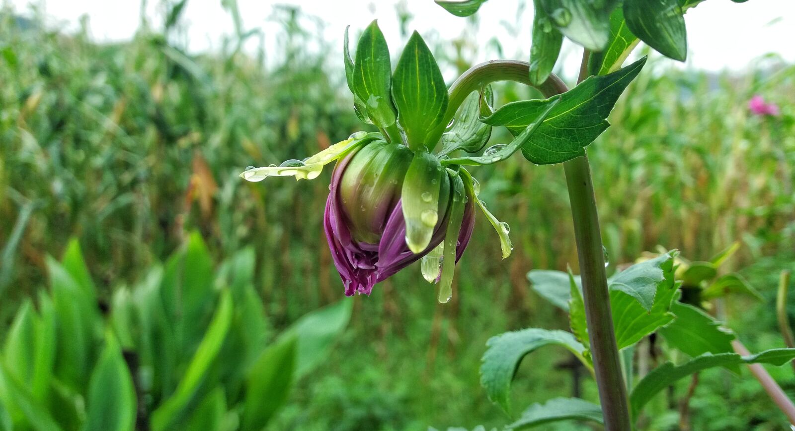 Samsung Galaxy J5(2016) sample photo. Flower, garden, waterdrop photography