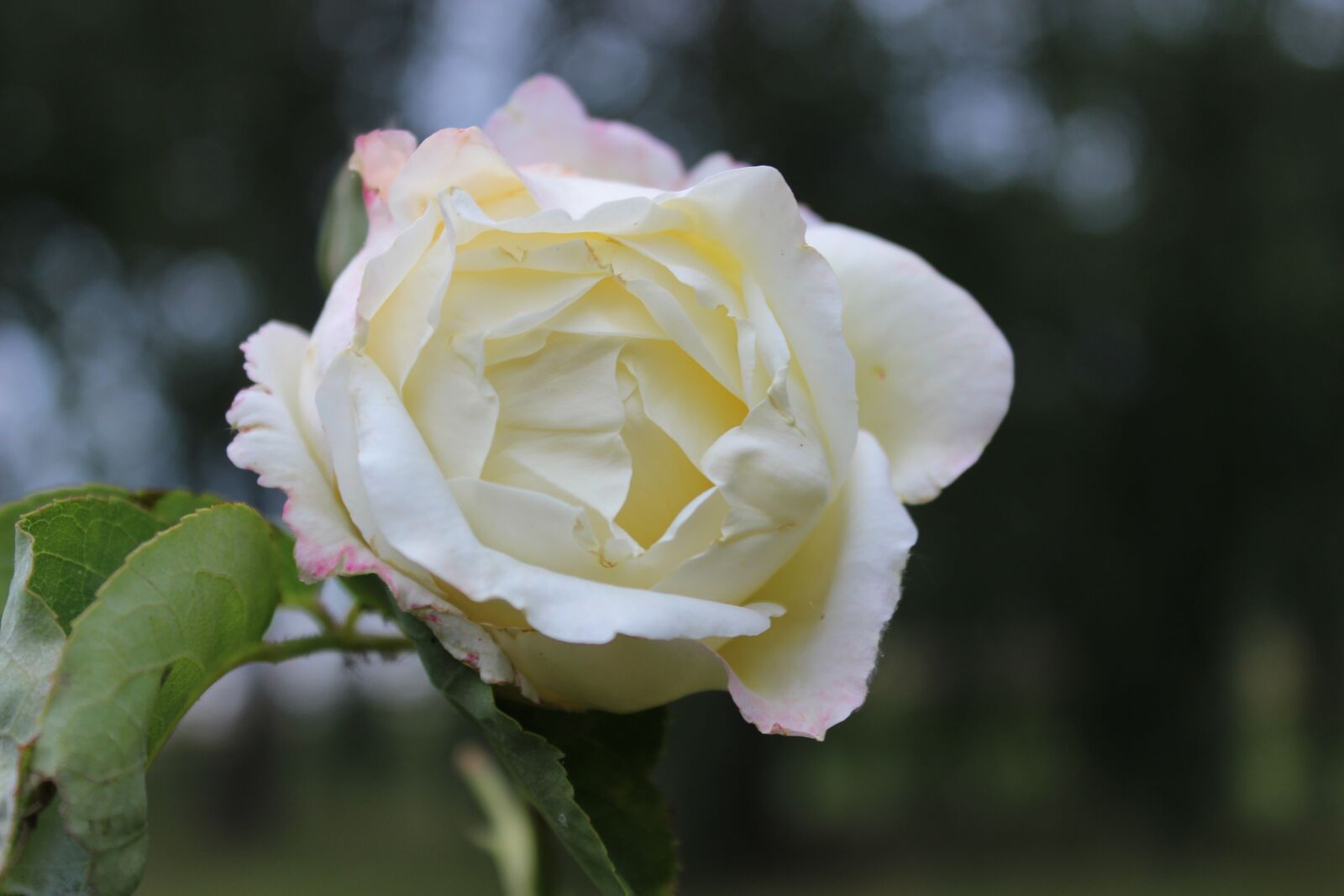 Canon EOS 600D (Rebel EOS T3i / EOS Kiss X5) sample photo. Rose, white, blossom photography