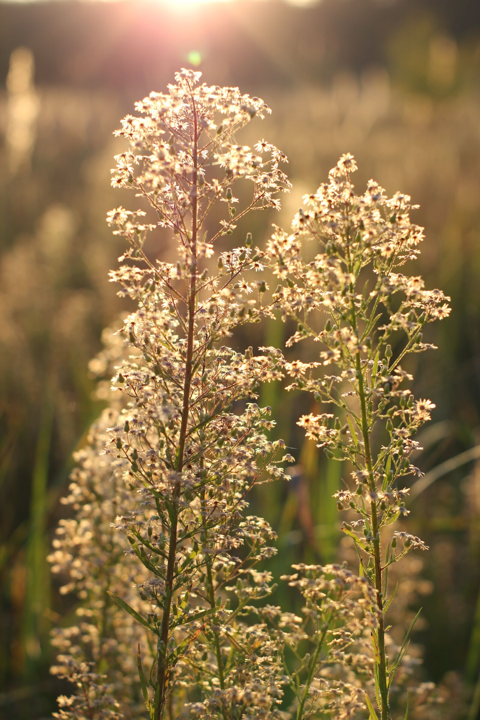 Canon EOS 550D (EOS Rebel T2i / EOS Kiss X4) sample photo. Dawn, grass, sunrise photography