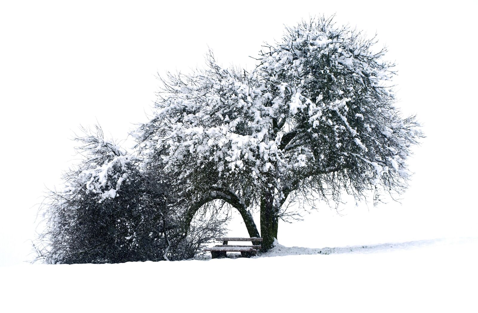 Olympus E-510 (EVOLT E-510) sample photo. Tree, bank, winter photography