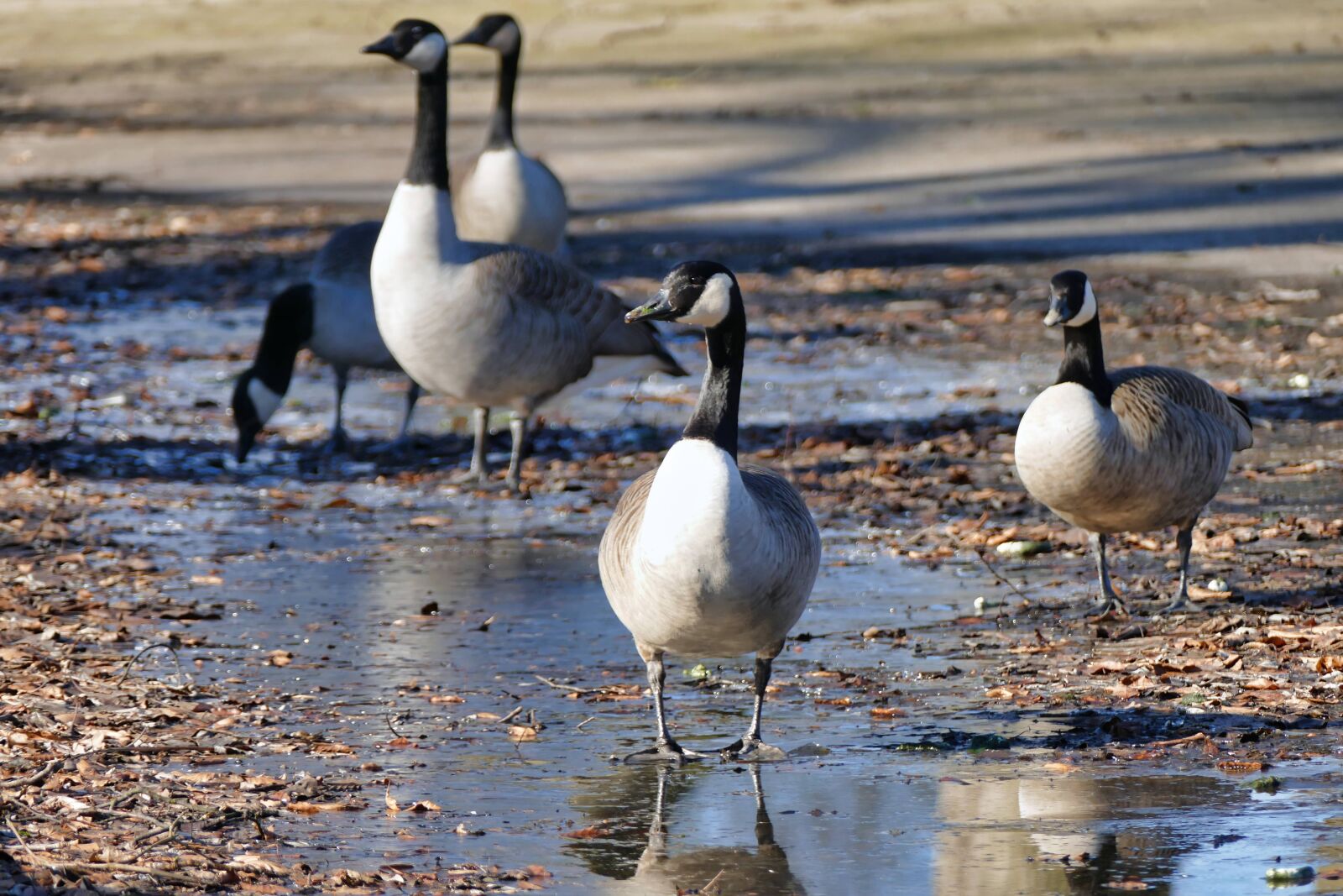 Panasonic Lumix DMC-FZ1000 sample photo. Bird, waters, goose photography