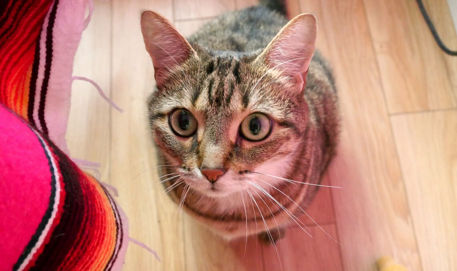 Panasonic Lumix DMC-GH4 sample photo. Cute, animal, young photography