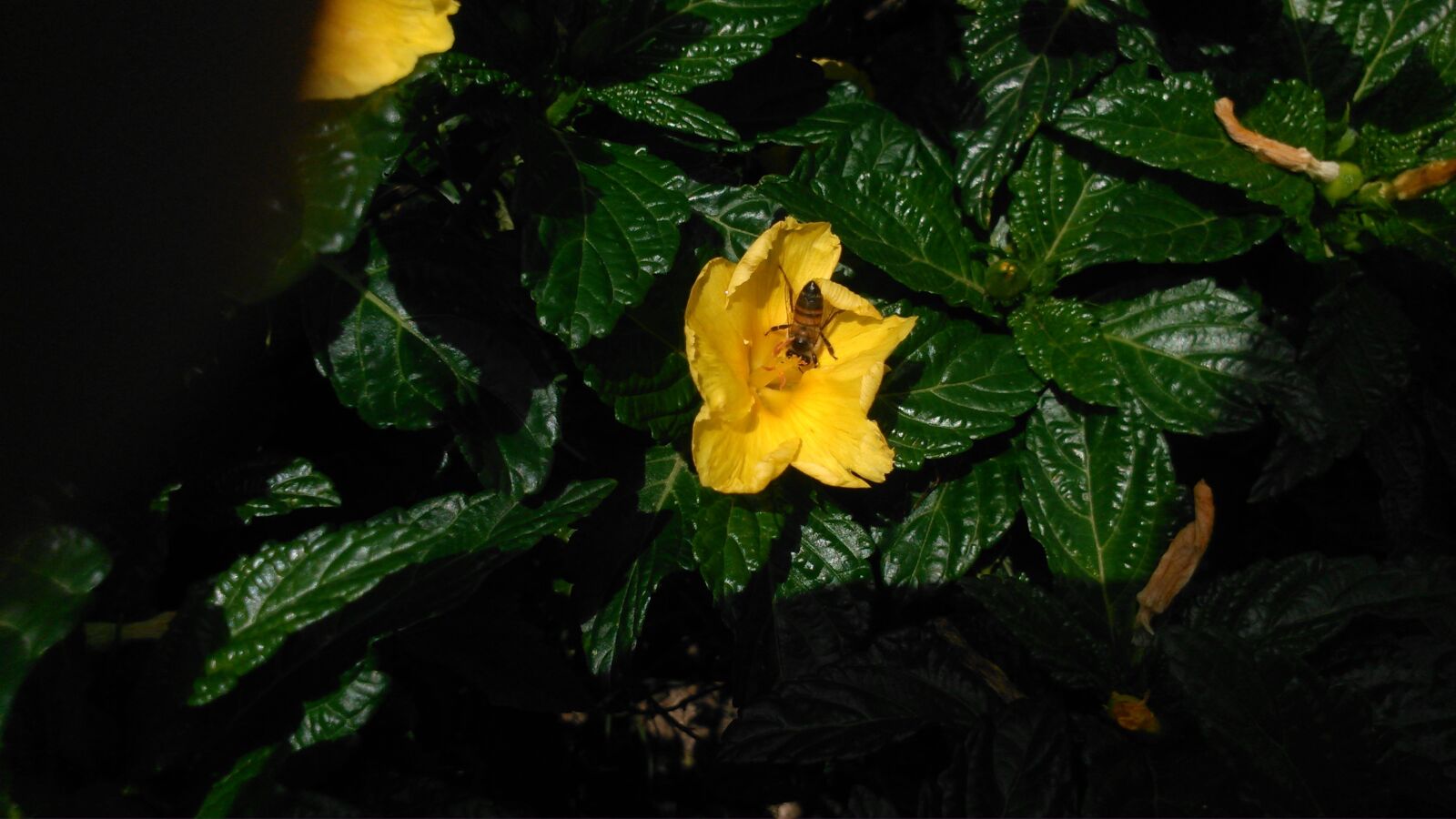 Sony Xperia L sample photo. Abeja, flor amarilla, jard photography
