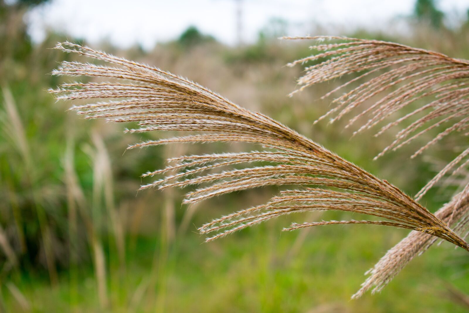 Nikon D3400 sample photo. Pampas grass, pampas grass photography