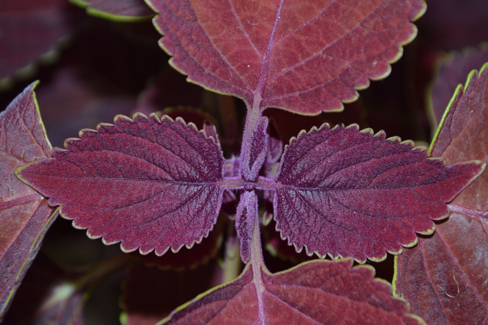 Nikon D3200 sample photo. Colorful nettles, nettles, plant photography