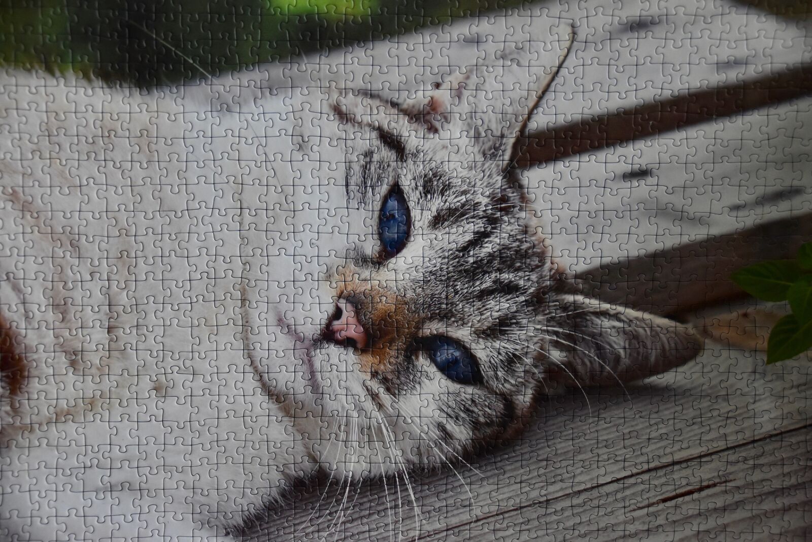 Nikon D5600 sample photo. Cat puzzle, puzzle, puzzle photography