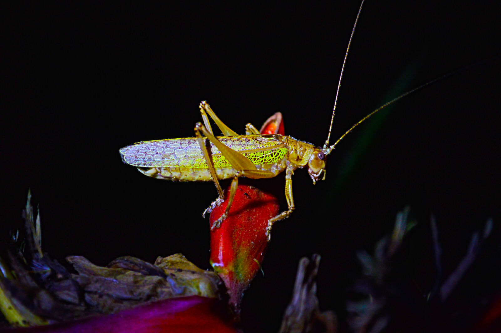 Nikon D3200 sample photo. Grasshopper, cricket, nature, wildlife photography
