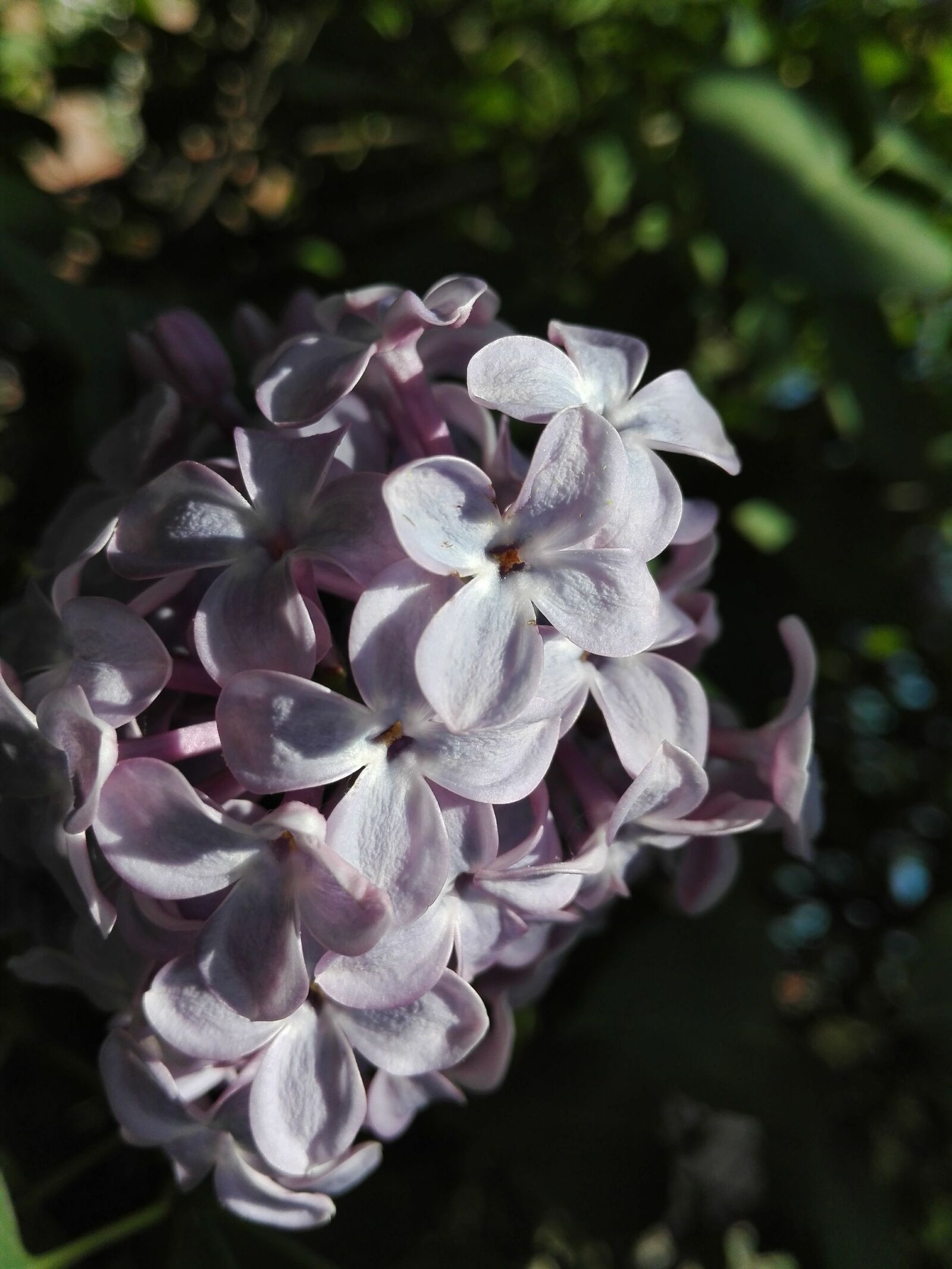 HUAWEI P8 Lite sample photo. Bloom, perfume, flower photography