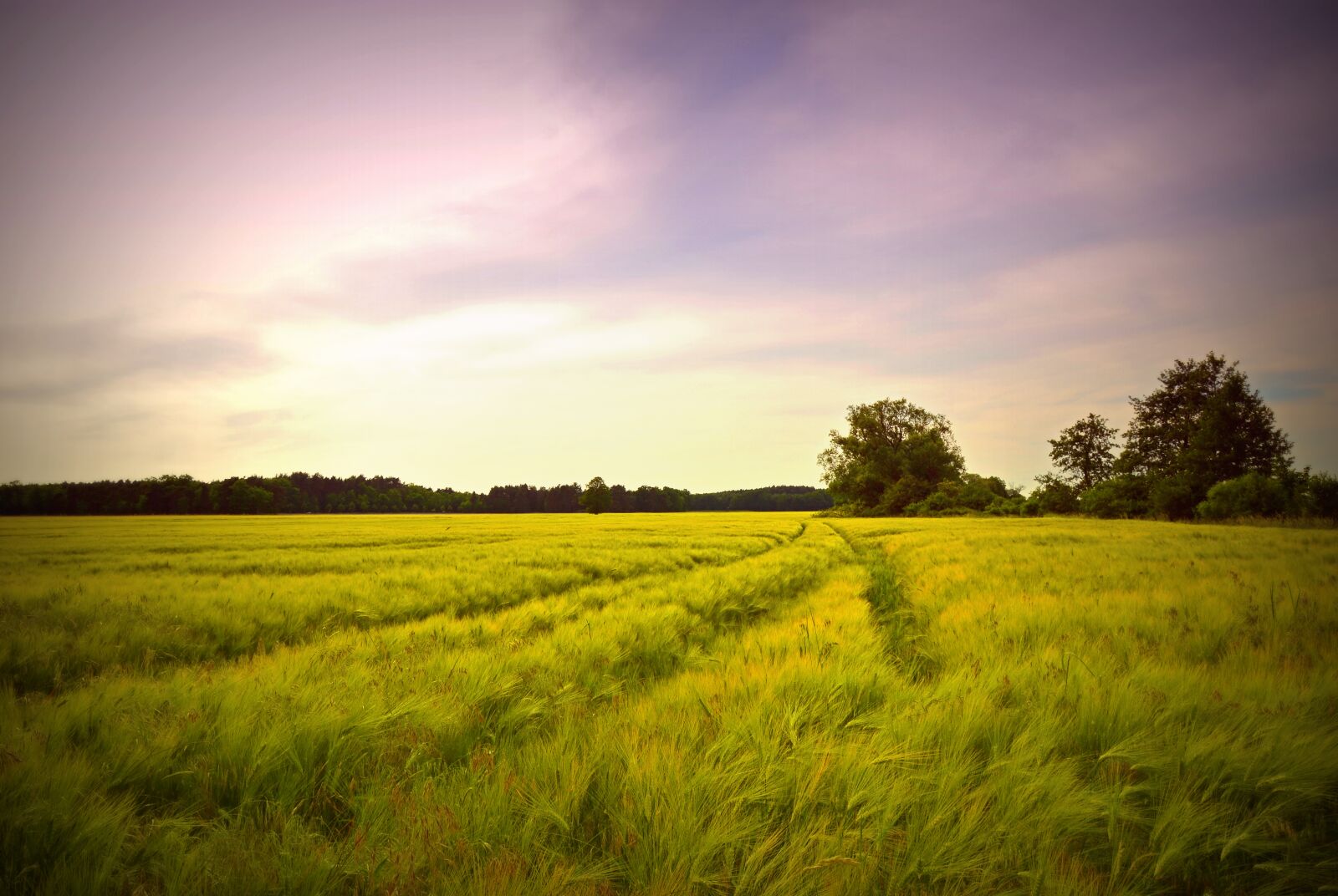 Nikon D3200 sample photo. Field, cereals, cornfield photography