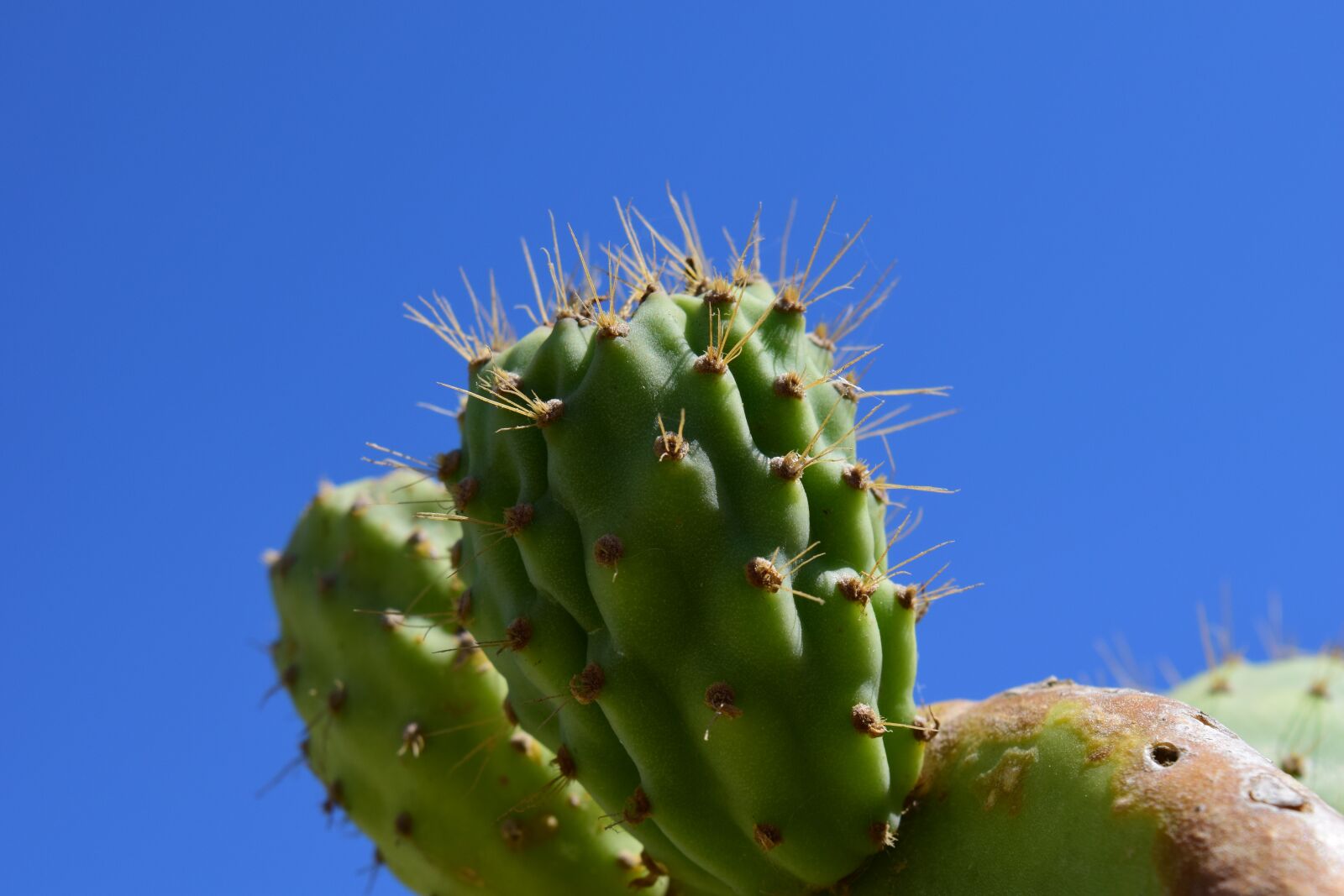 Nikon D3300 sample photo. Cactus, prickly pear, cactus photography